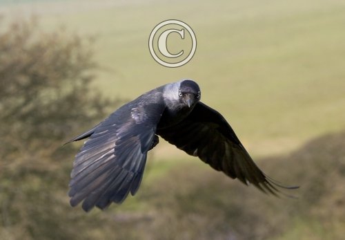 Jackdaw in Flight DM0784